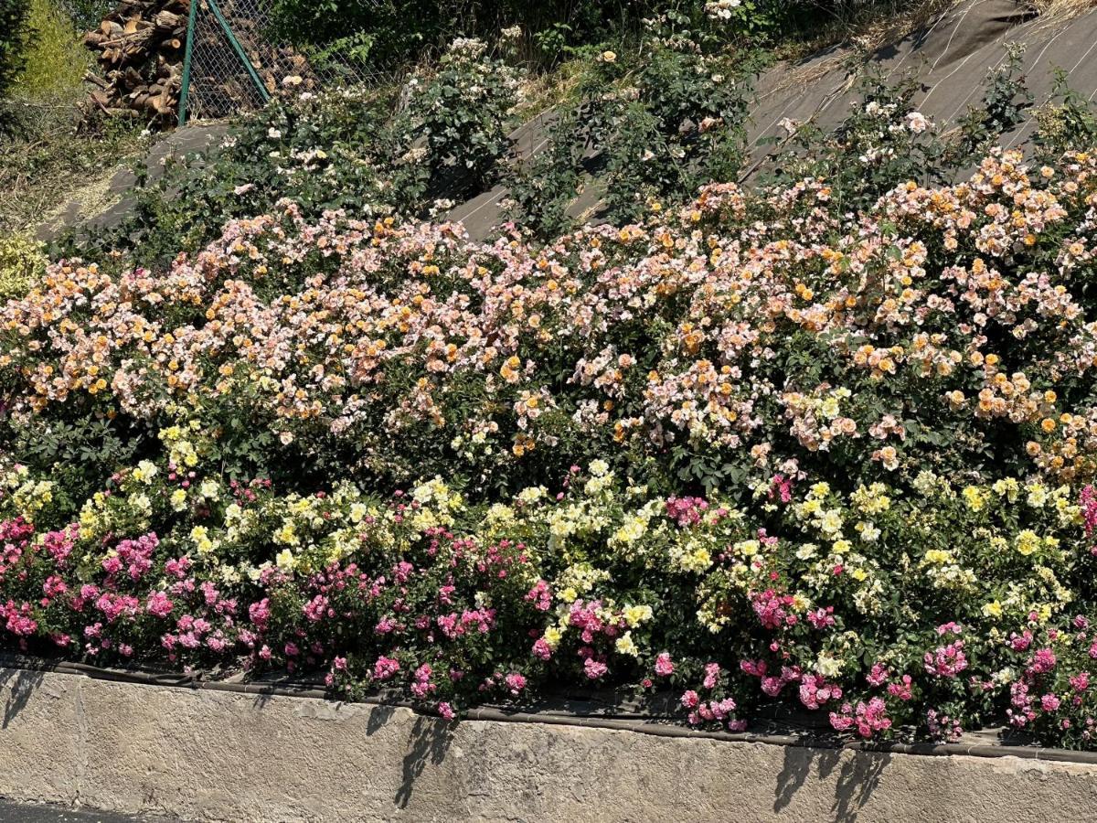 Au Parfum Des Roses Apartment Gunstett Bagian luar foto