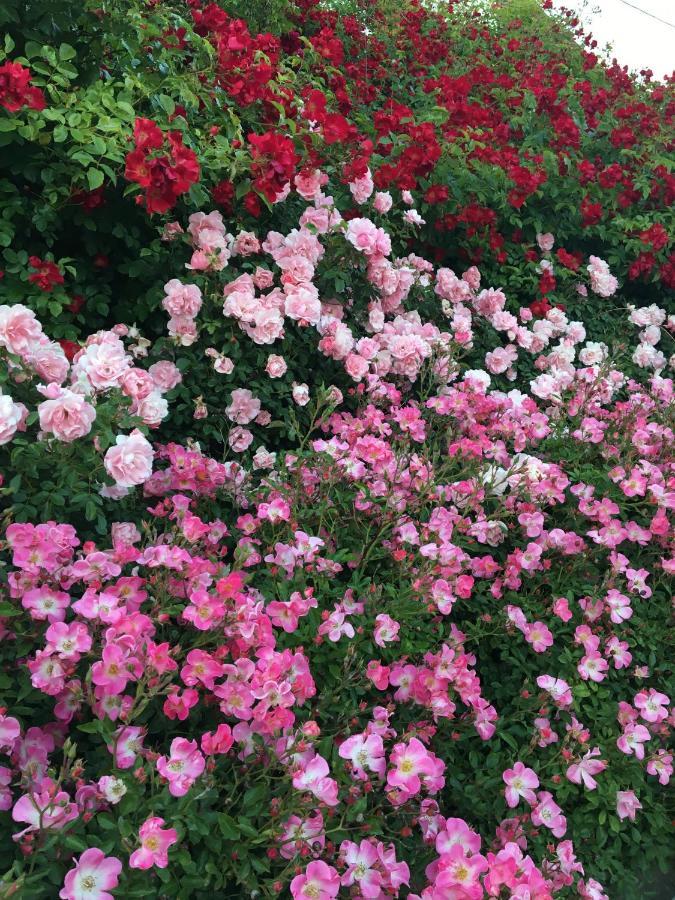 Au Parfum Des Roses Apartment Gunstett Bagian luar foto